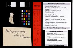 Foto (Objekt + Etikett) von Annuntidiogenes hoelderi (Fraaije et al., 2019)  (NHMW-GEO-1990-0041-3958)